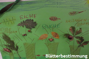 2019_Bl�tterbestimmung